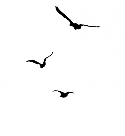 Birds 3